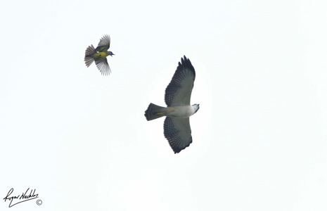 Short-tailed Hawk attacked by T_KBird